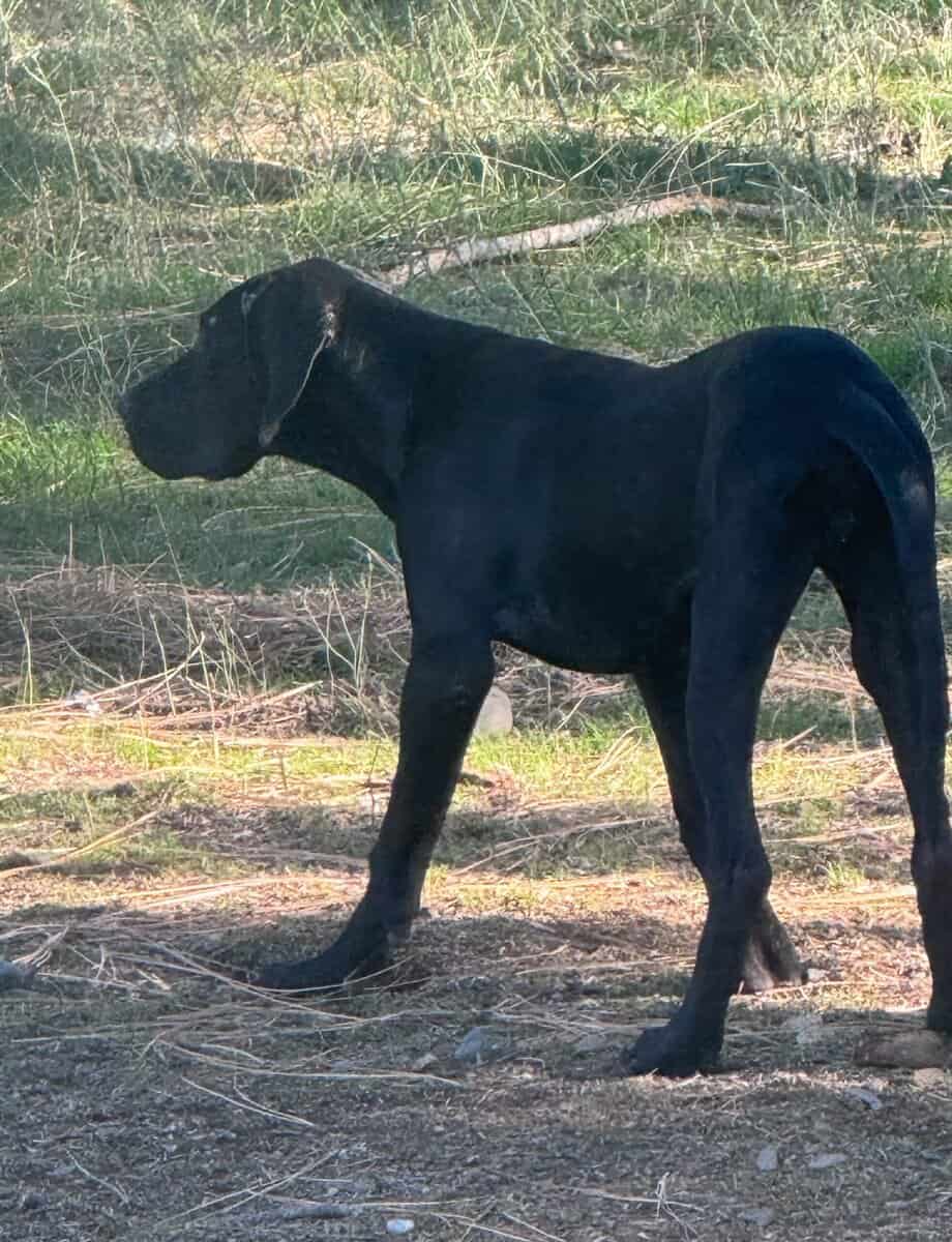 Great Dane Puppies Needing Loving Homes image 3