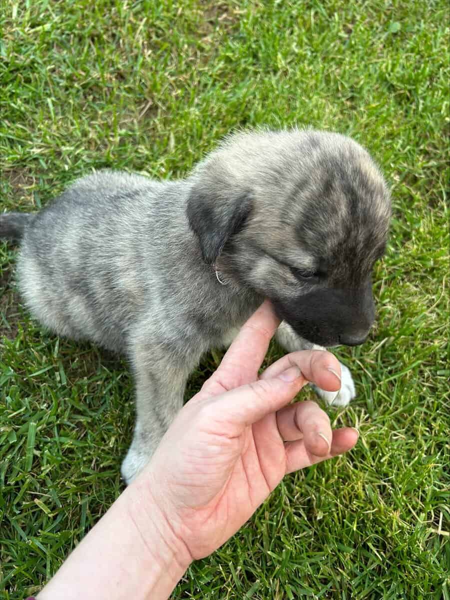 Anatolian and German Shepherd 50-50 mix image 22