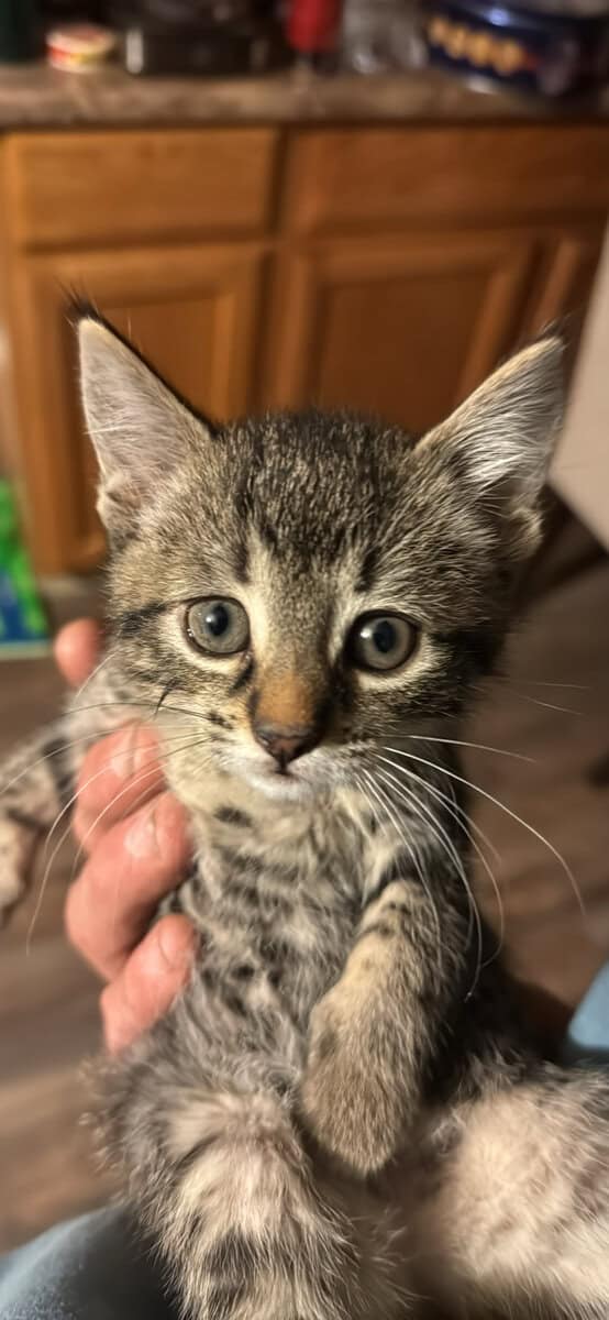 Kittens image 1