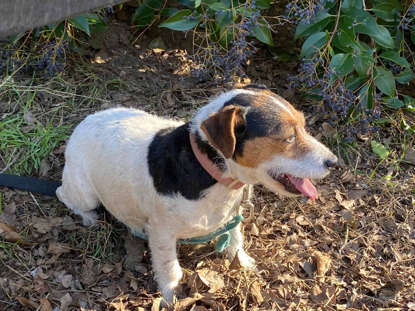 Truffles - Jack Russel Terrier image 3