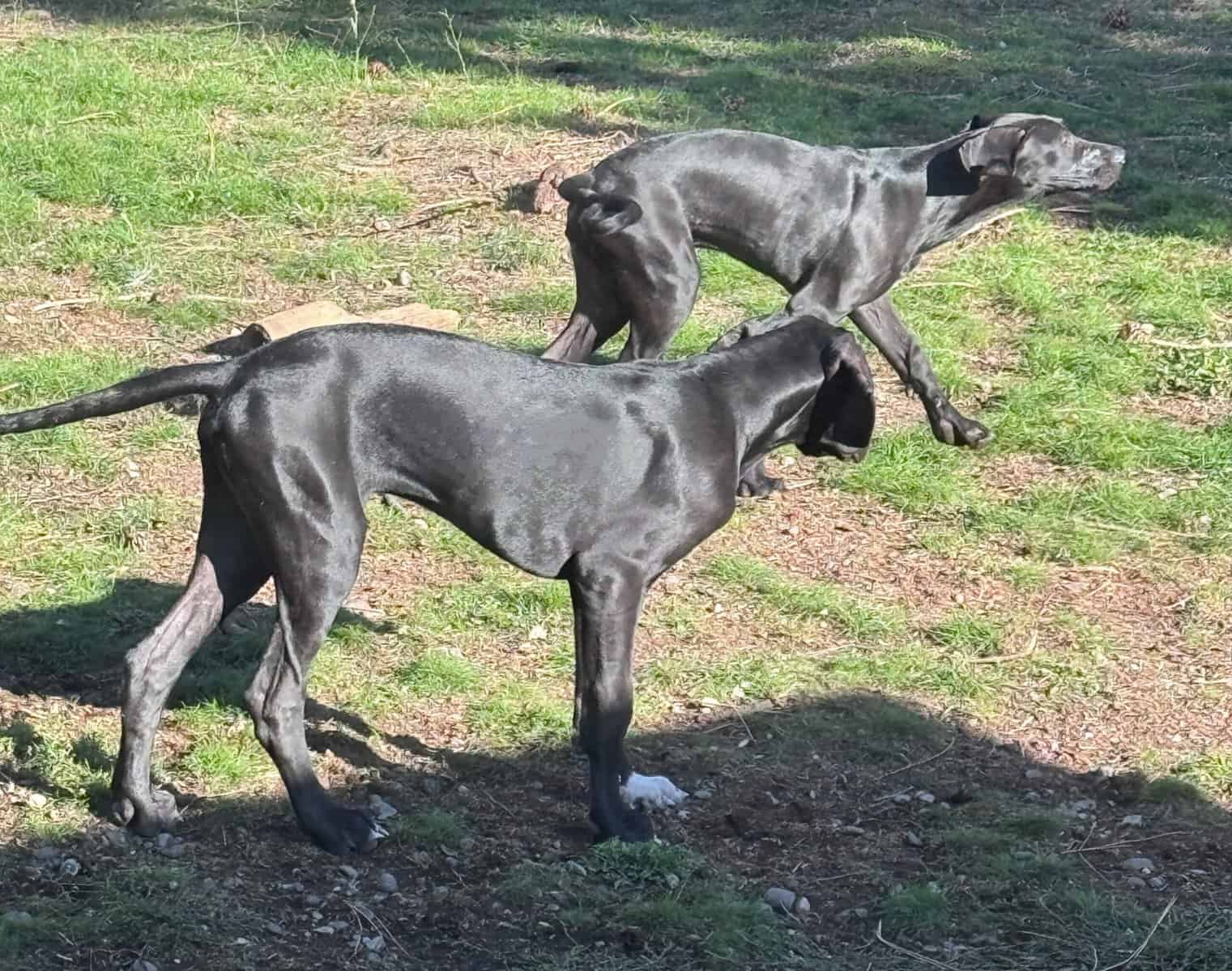 Great Dane Puppies Needing Loving Homes image 8