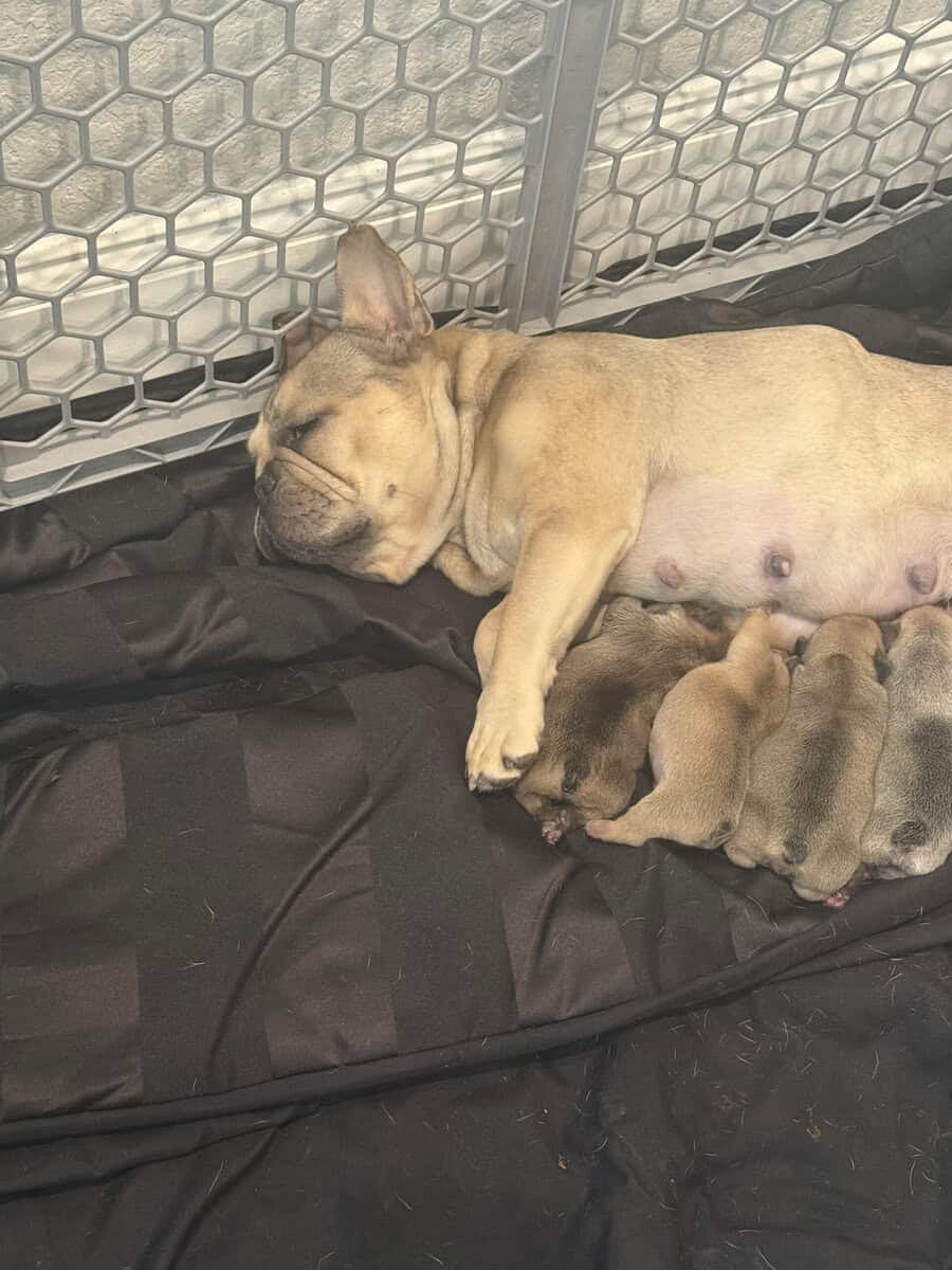Frenchie Puppies for Sale image 1