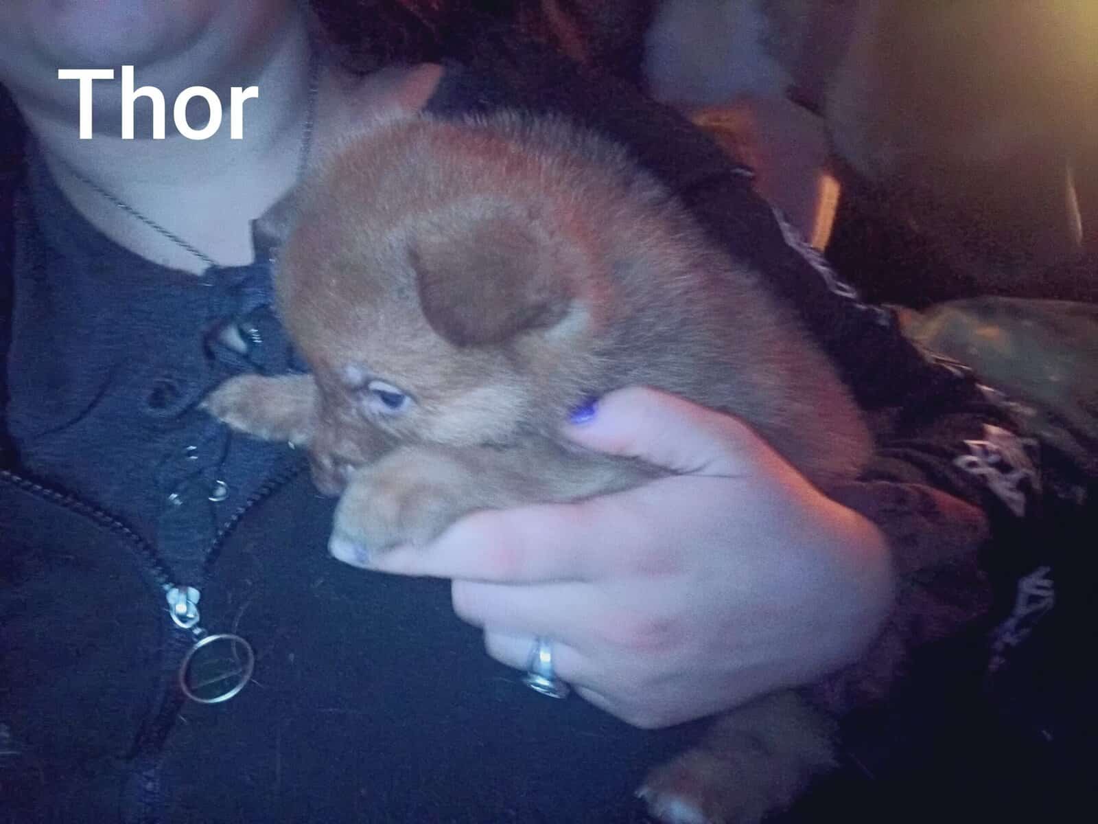 Japanese Akita/German Shepherd puppies image 3