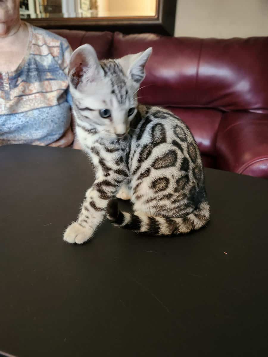 Bengal beauty on the Florida panhandle ! image 2