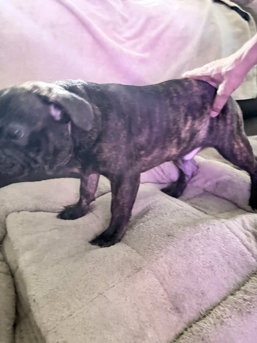 French Bulldog for sale “Dewey” image 5
