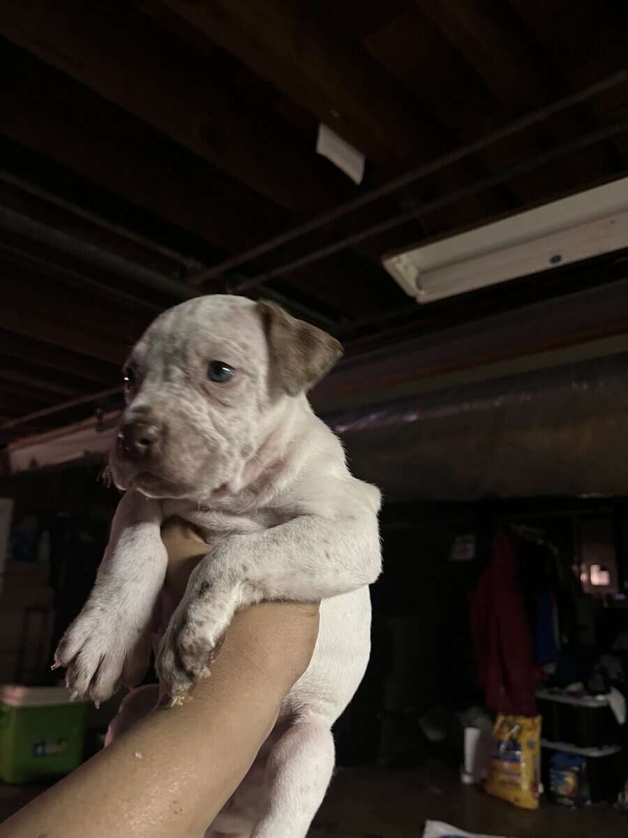 Male blue nose, pitbull puppy image 2
