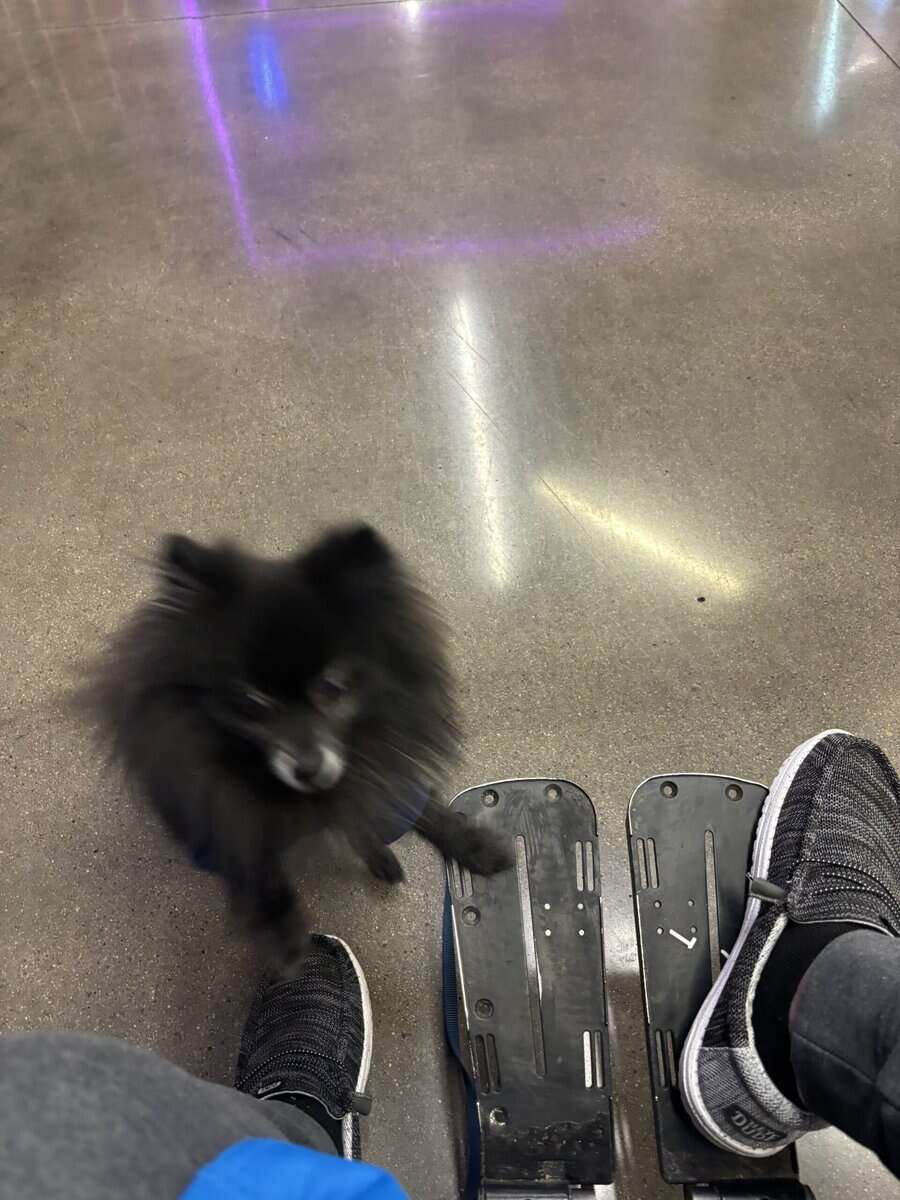 Pomeranian image 6