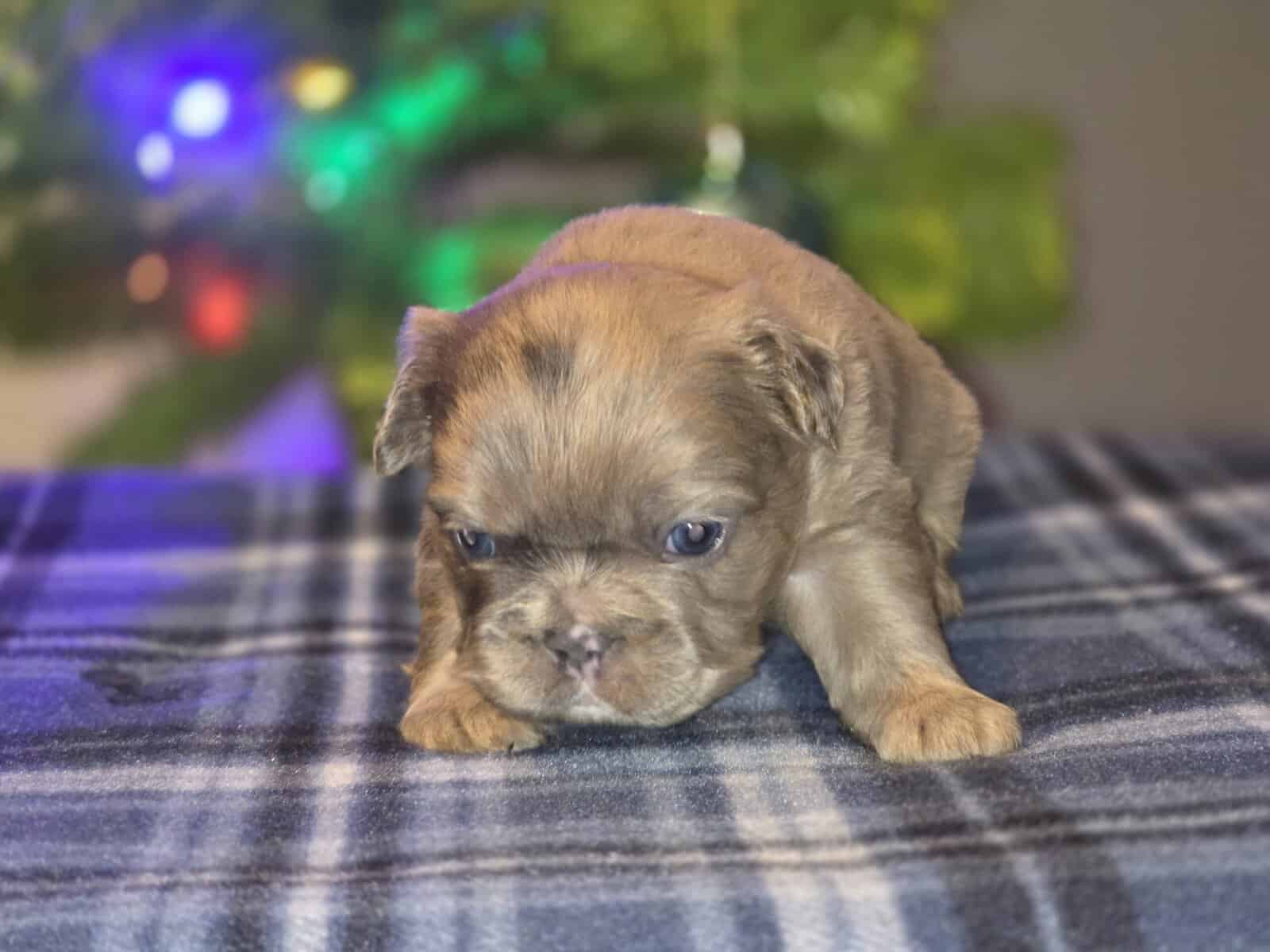 Full Fluffy French bull dog image 7