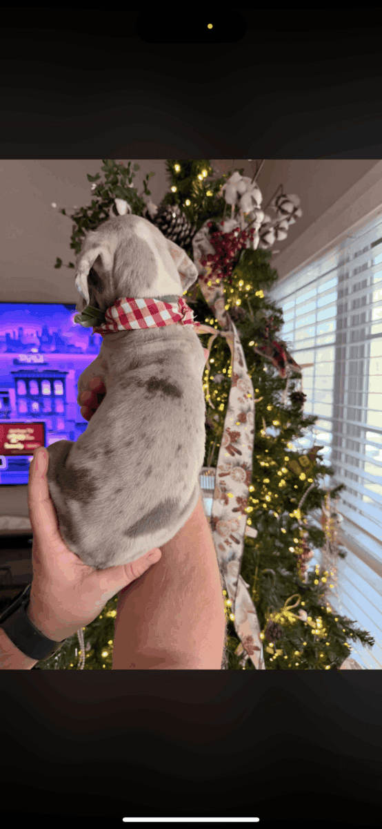 Great Dane puppies image 7