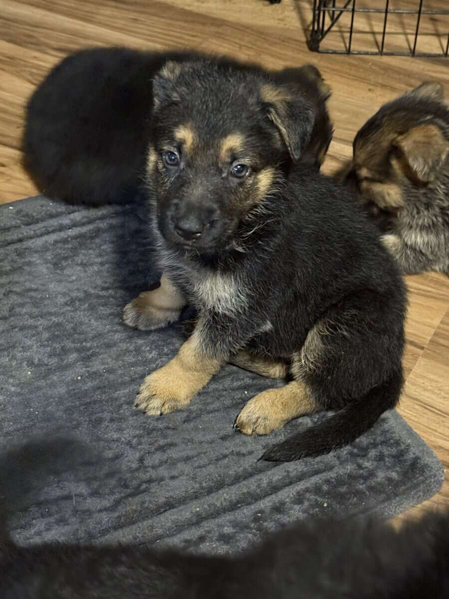 German shepherd puppies ready 12/20/2025 image 19