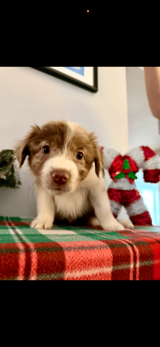 Australian Shepherd Puppies! image 4