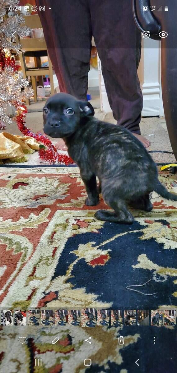 Staffie Pups image 1