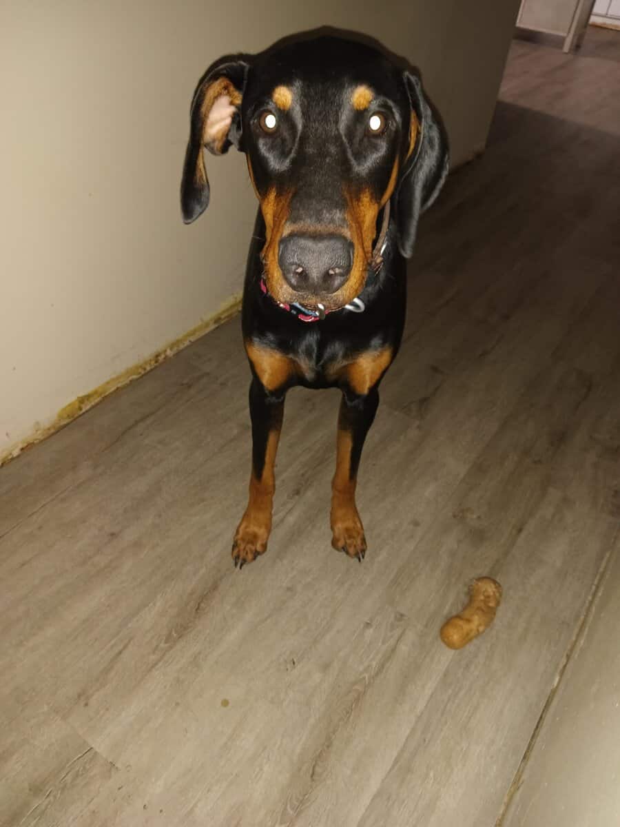Dobie image 2