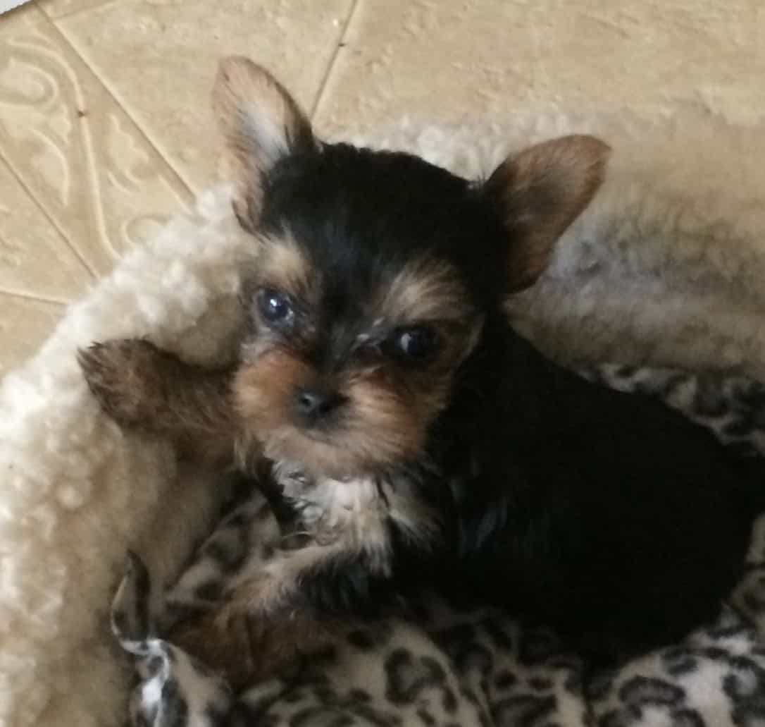 Yorkshire Pups , Bay Area image 1