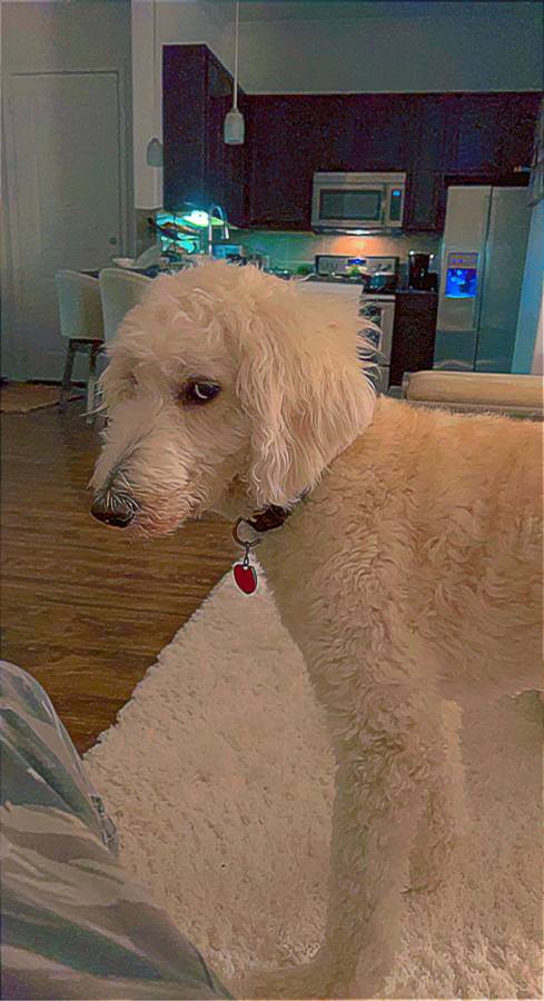 Goldendoodle (Female) image 2