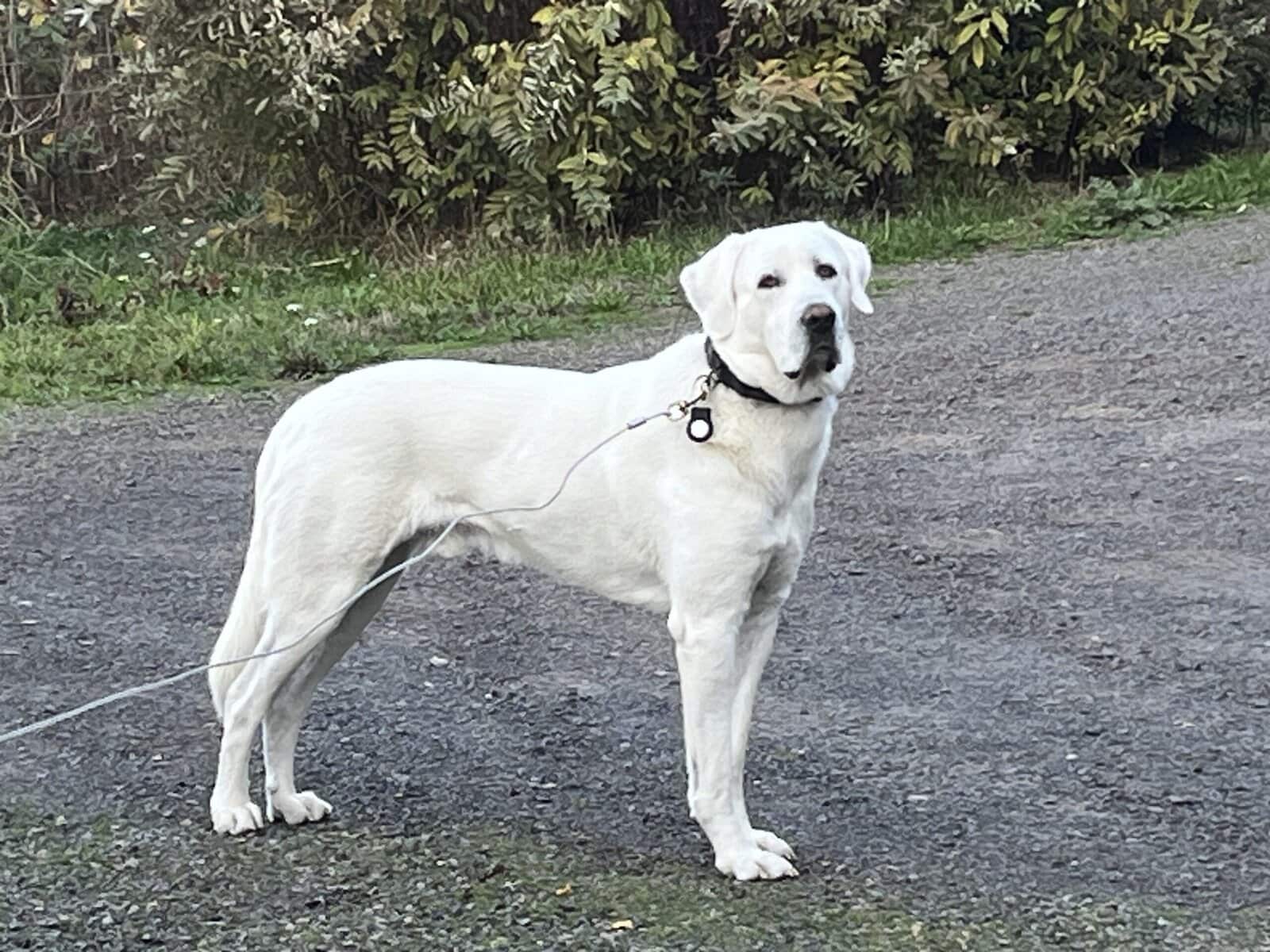 5 year old Akbash/ Great Pyrenees LGD image 1