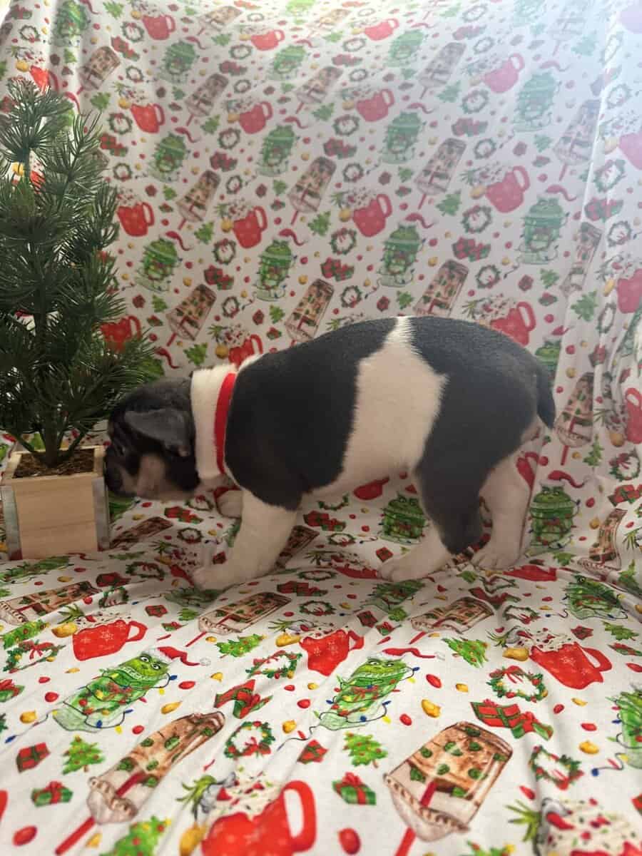 AKC Registered French Bulldog Puppy image 3