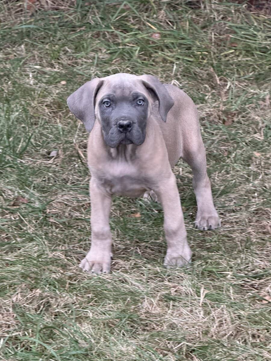 Cane Corso image 1