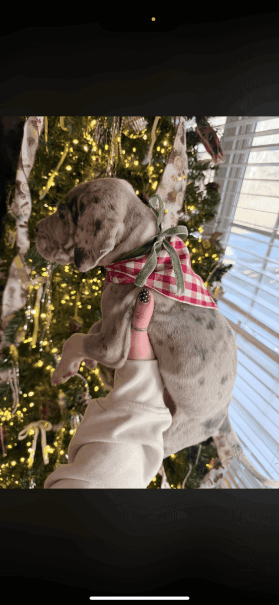 Great Dane puppies image 2