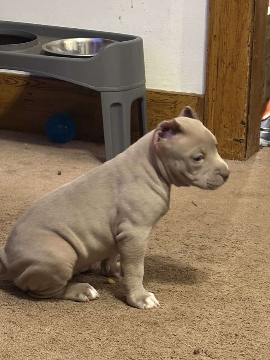 8 weeks American bullies image 3