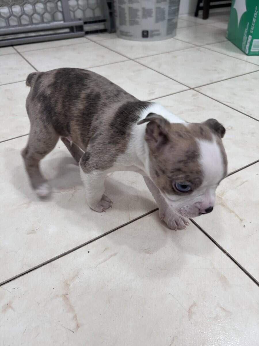 frenchton pups image 2