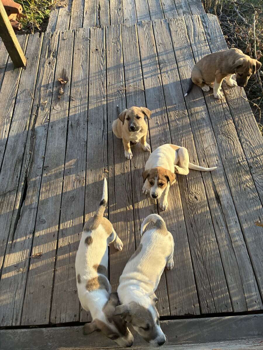 Five Great Pyrenees/hound mix puppies to good home image 1