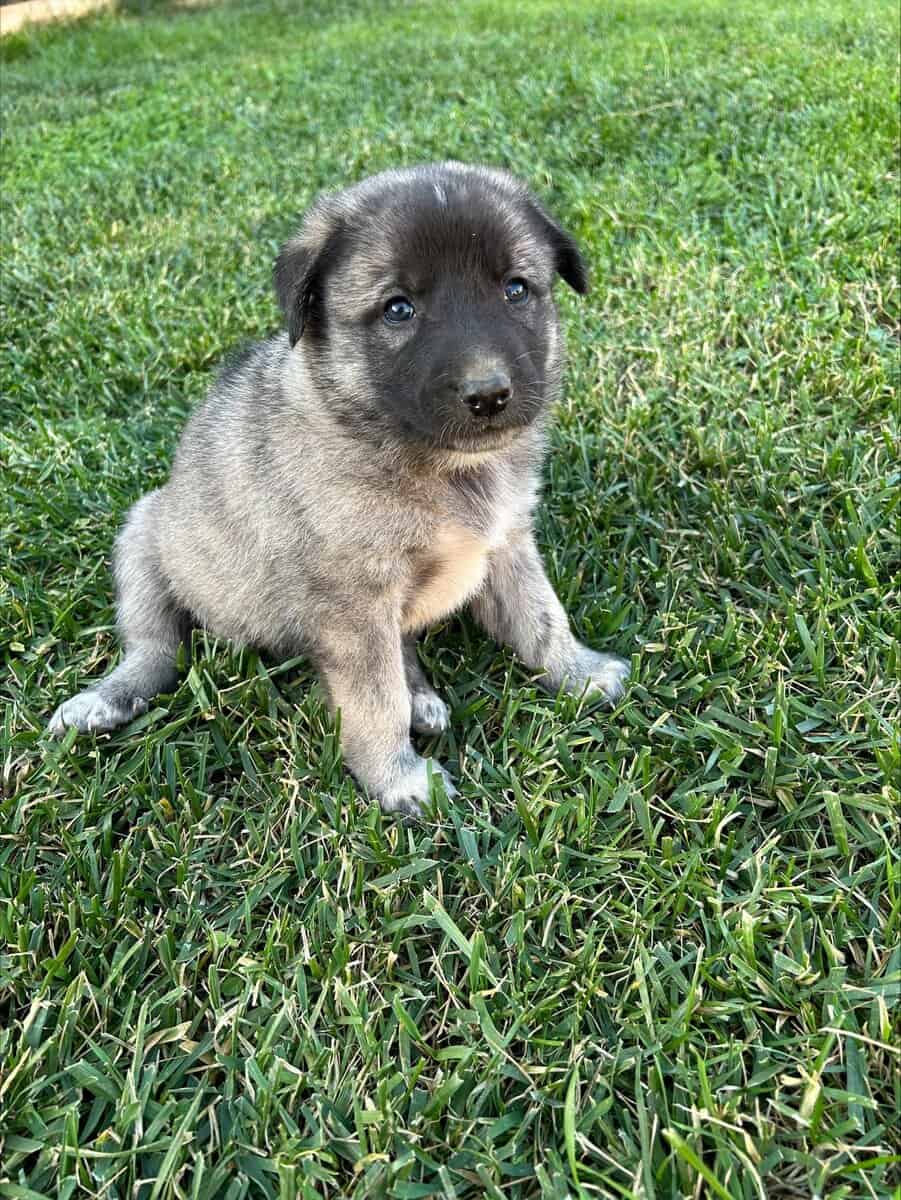 Anatolian and German Shepherd 50-50 mix image 20