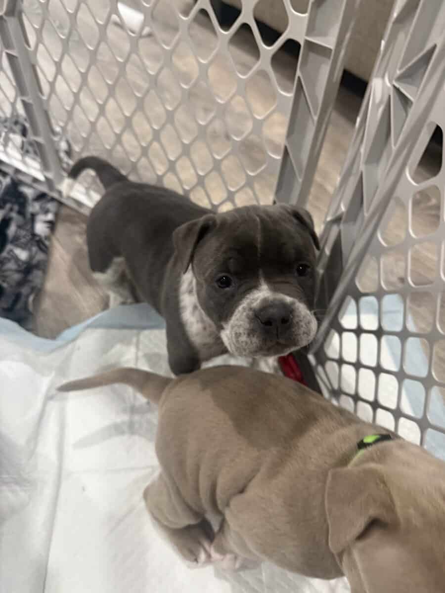 Blue tic pocket bully male image 5