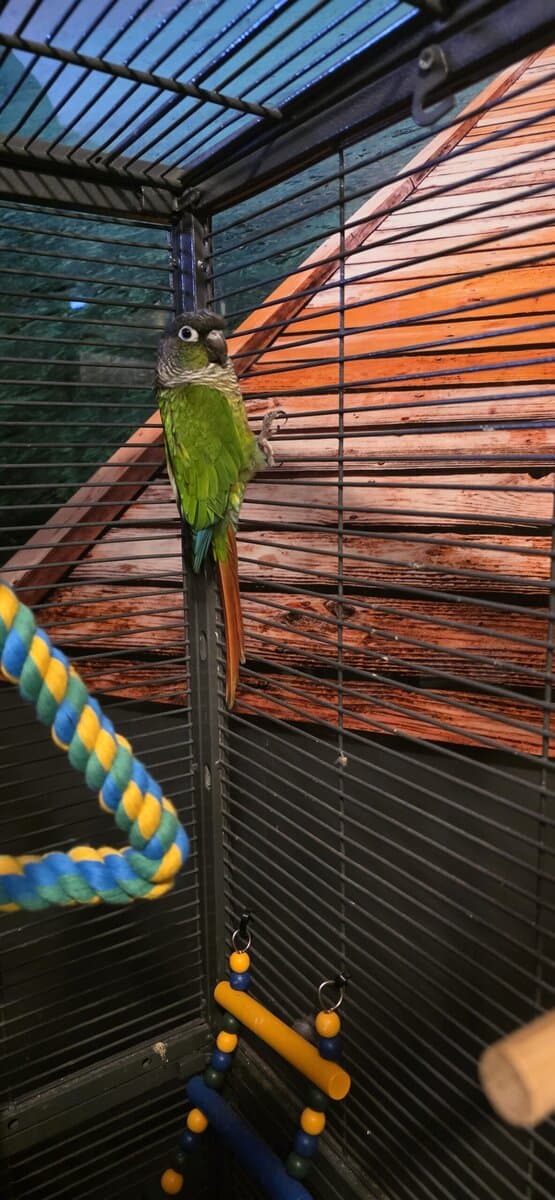 Gus the Conure image 4