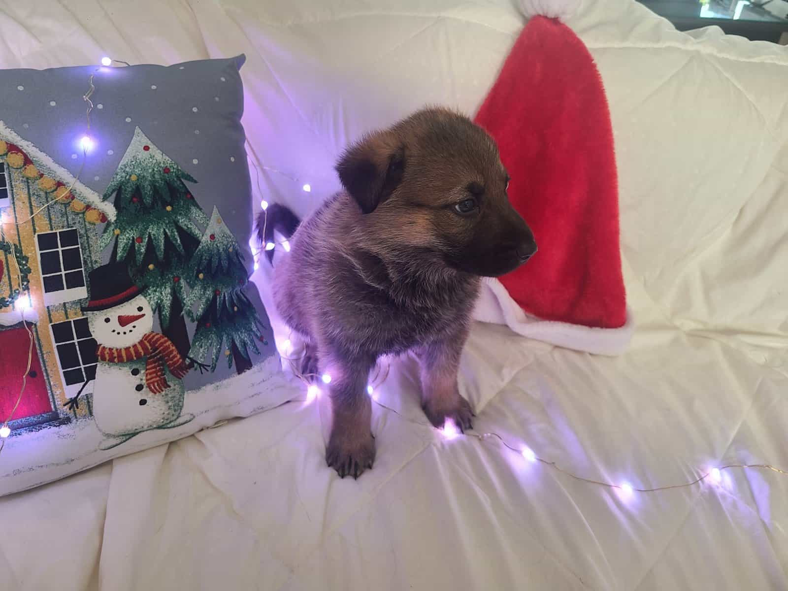 Wolf / German Shepherd Puppies - Teddy Bear image 6