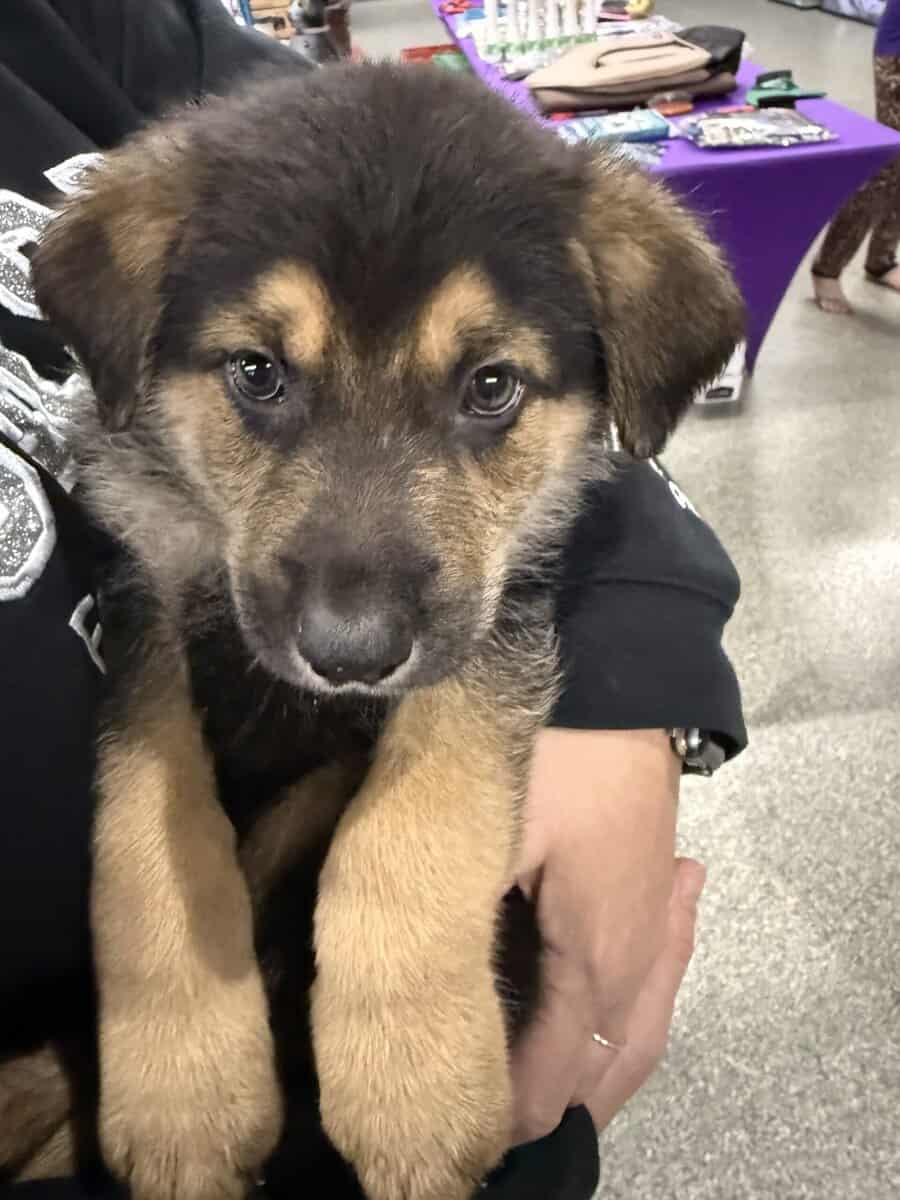 German shepherd puppies ready 12/20/2025 image 2