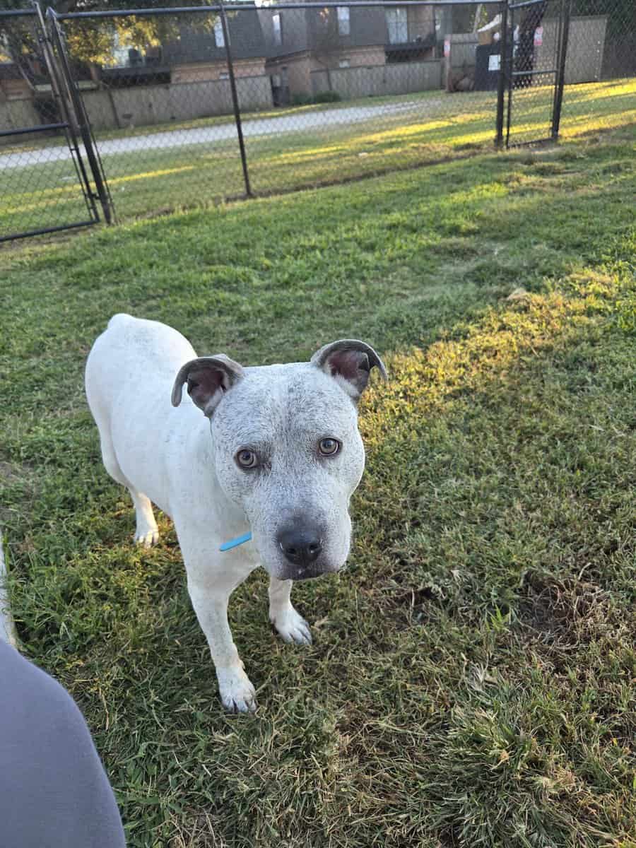Adult female pitbull mix free to a good home image 5