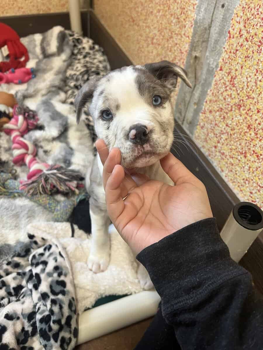 Pitsky pup image 3
