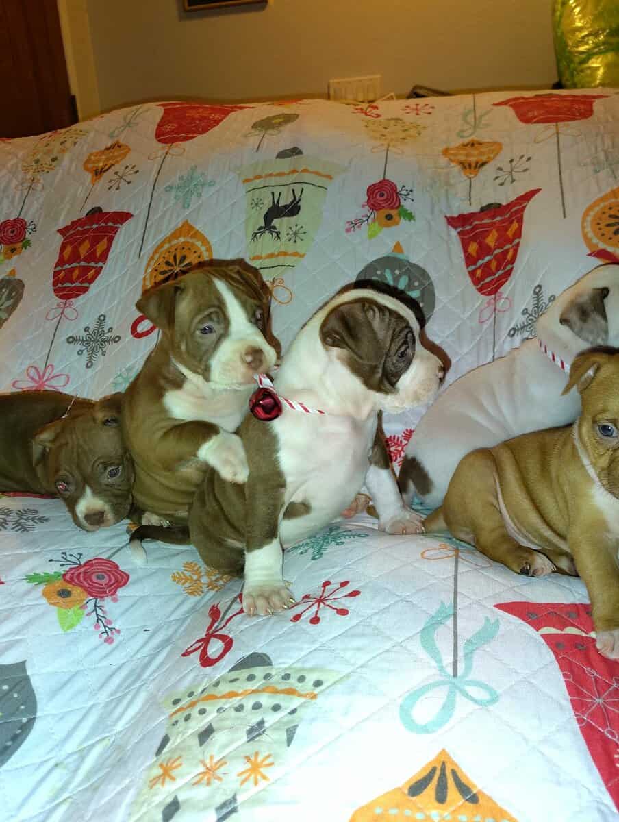 Christmas Pups image 13