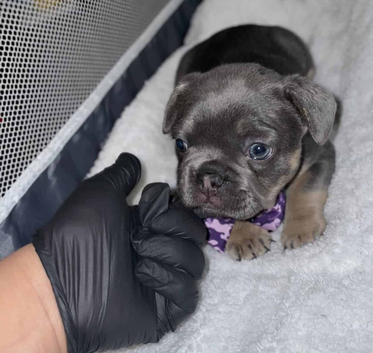 Lady, French bulldog image 3