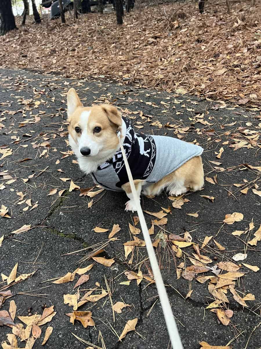 4yr old male corgi “Freddie” image 1
