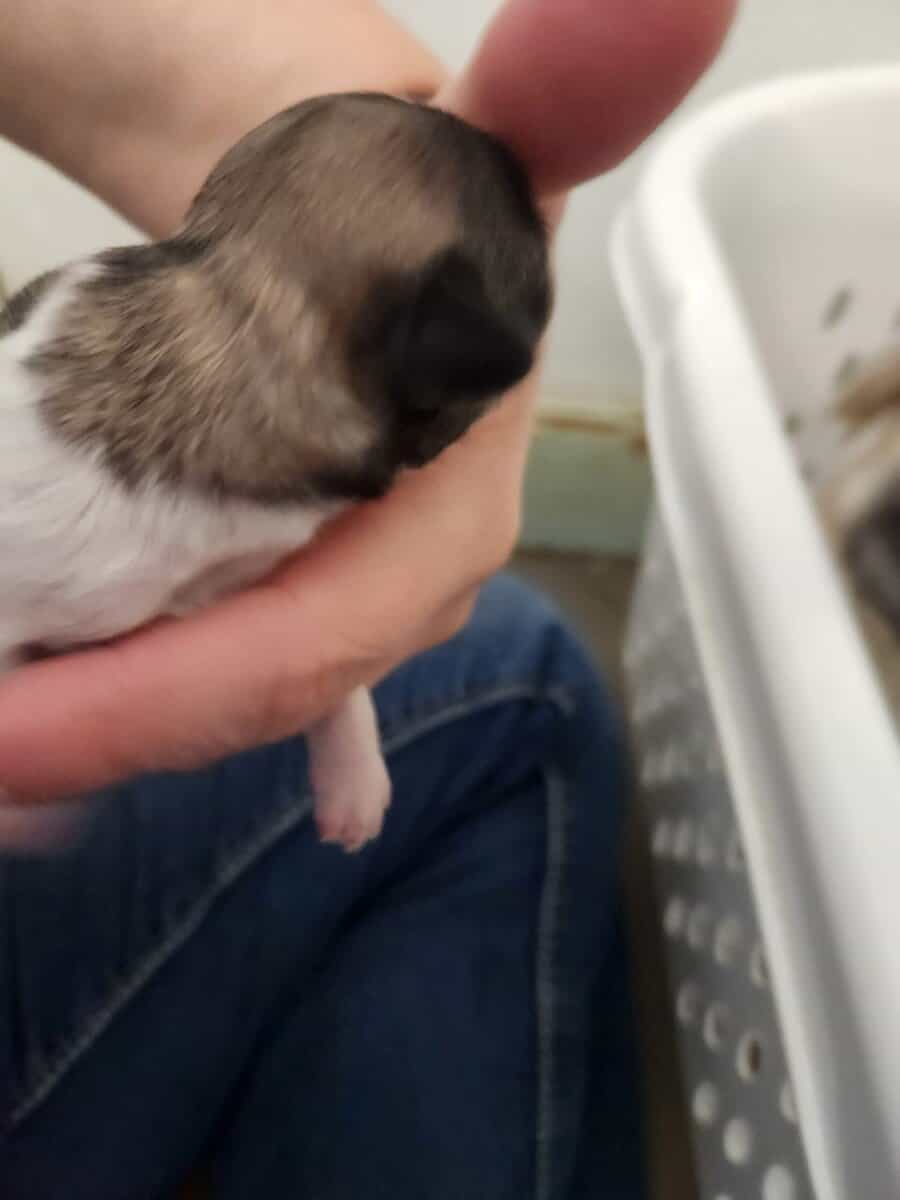 Sukis puppy #3 image 5