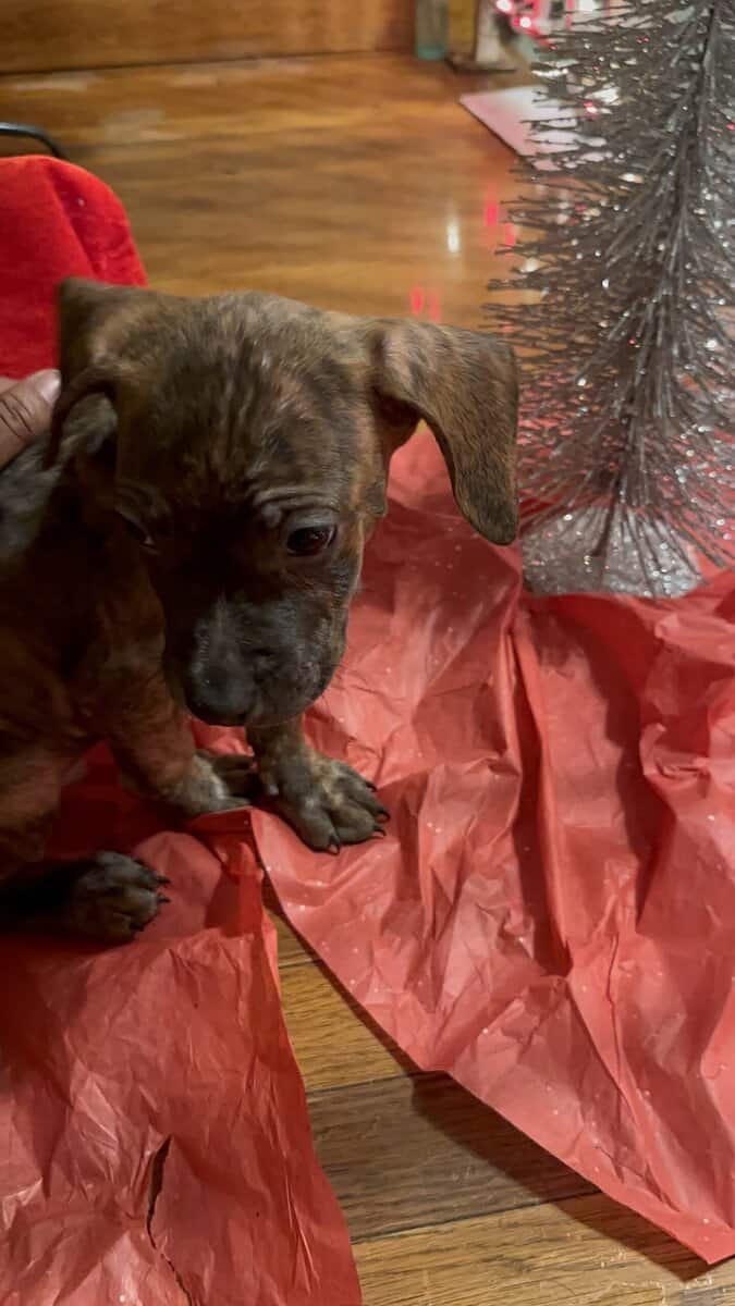 Pitbulls for sell image 2
