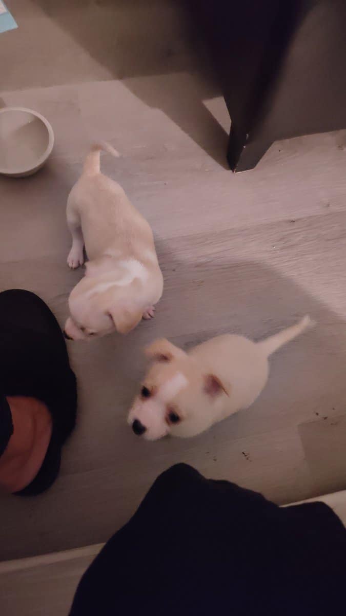 Apple Head chihuahua image 1