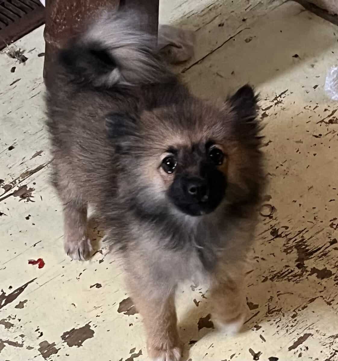 choice of 2 Pretty little girl Poms image 4