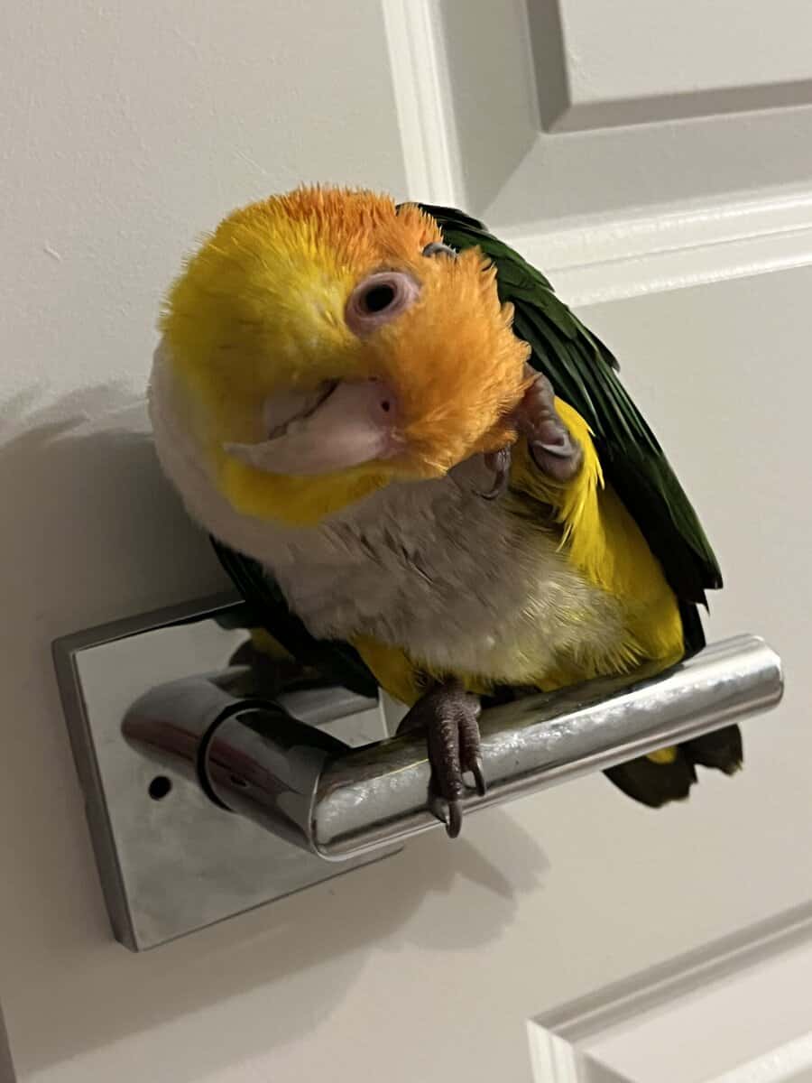Female Caique parrot with cage image 7