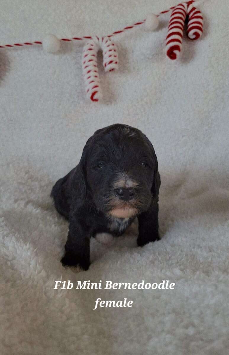 Mini Bernedoodles image 2