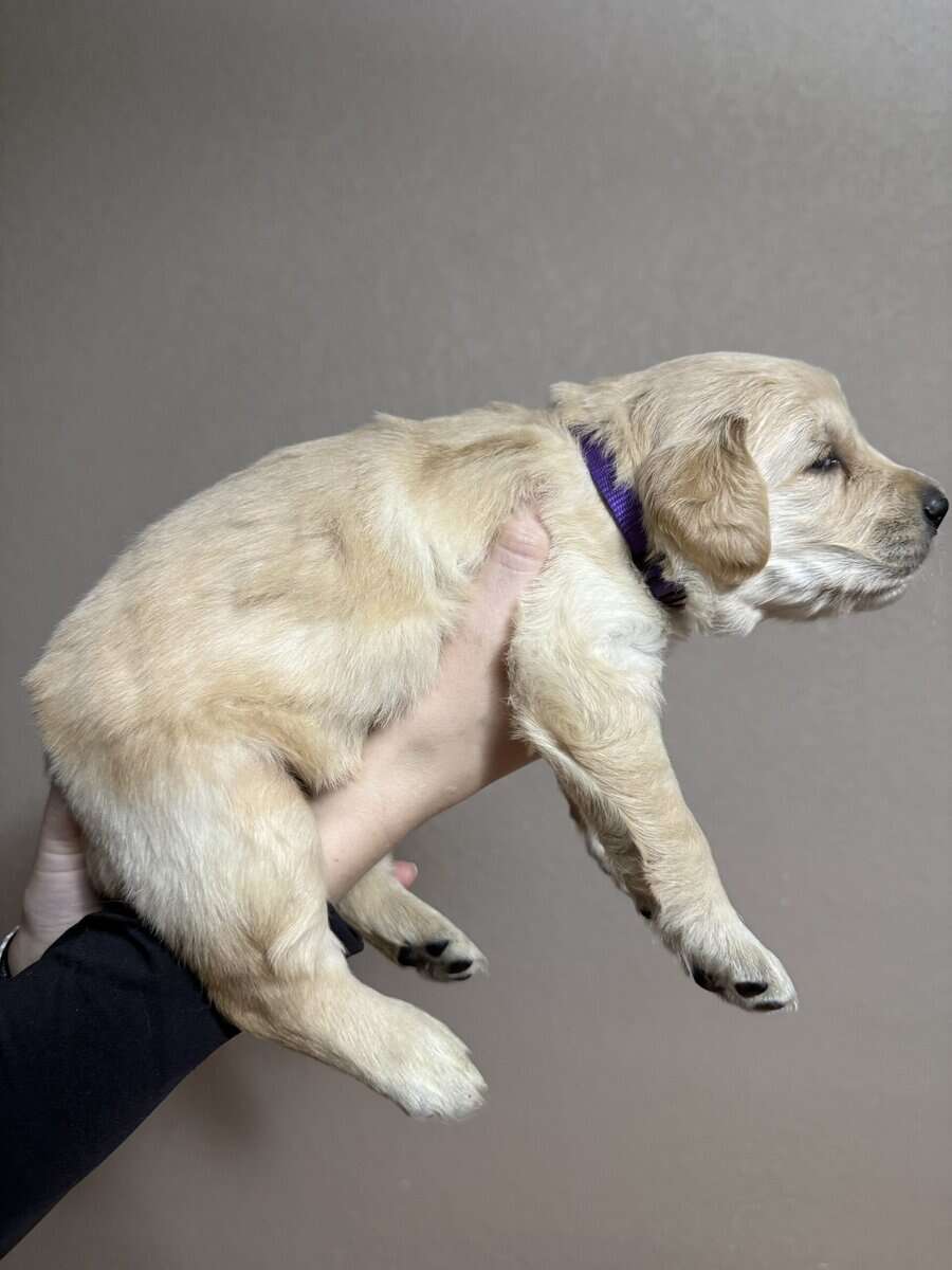 Pure breed Golden Retrievers image 1