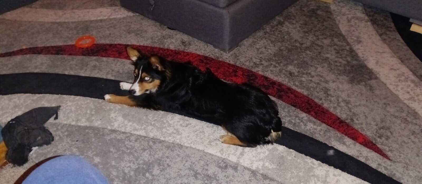 Pure Mini Aussie image 3