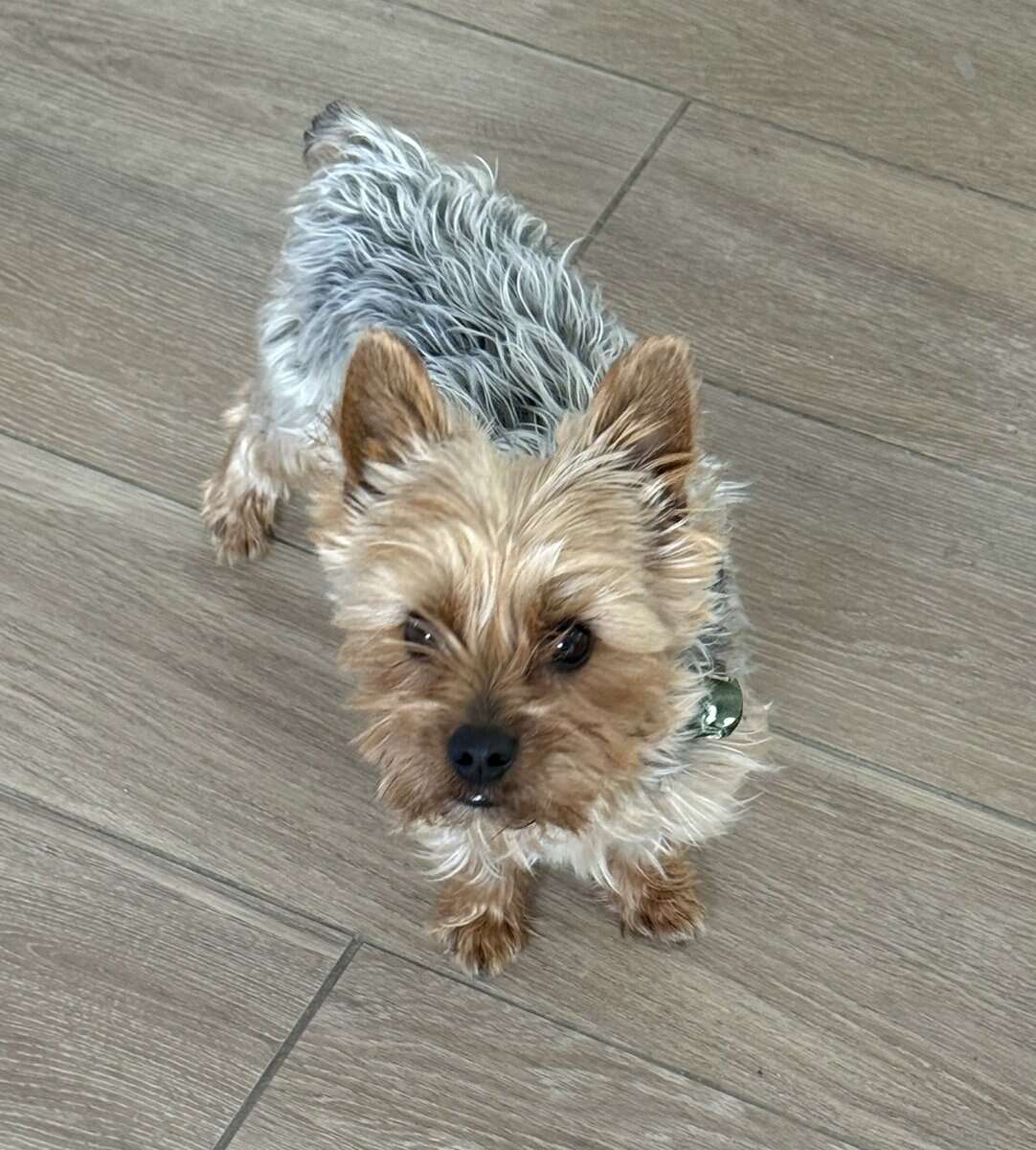 Lovable Yorky for sale image 6