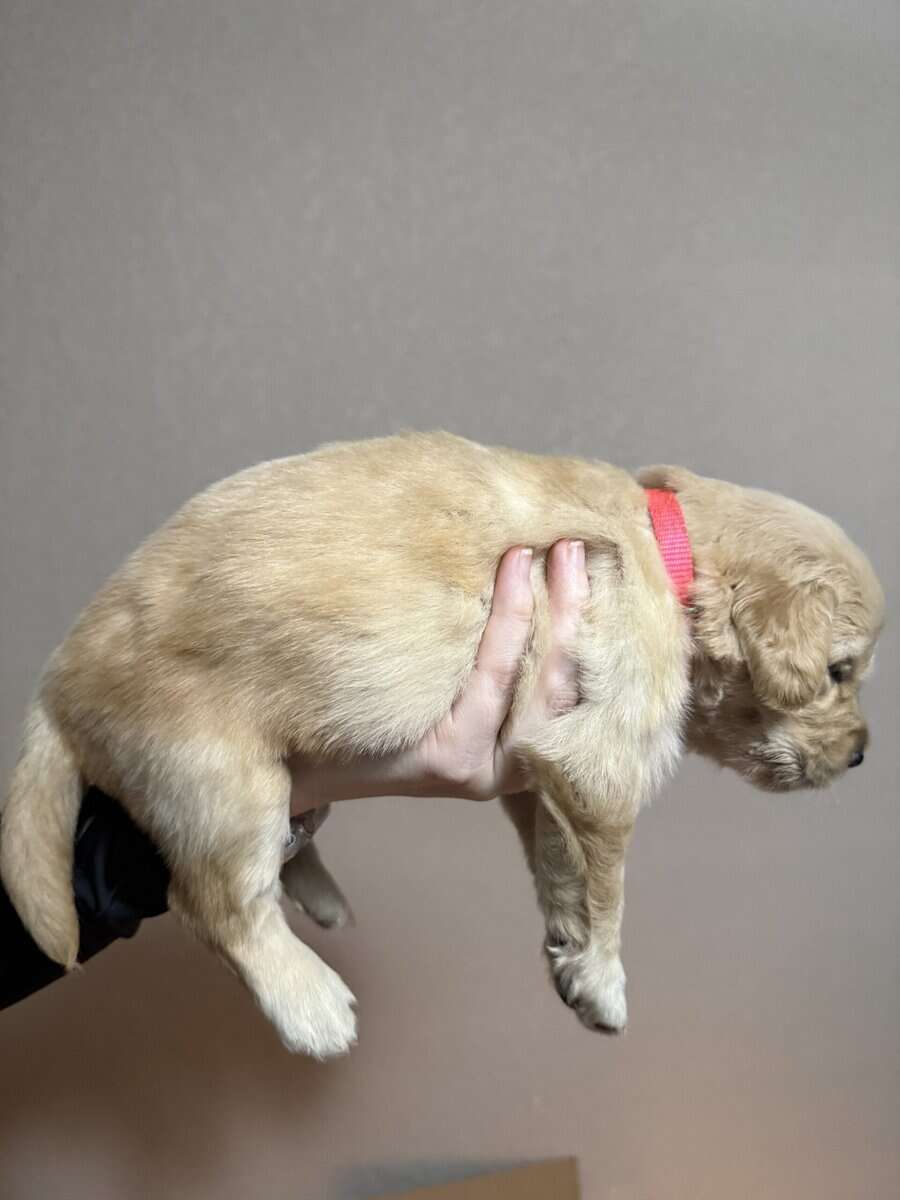 Pure breed Golden Retrievers image 9