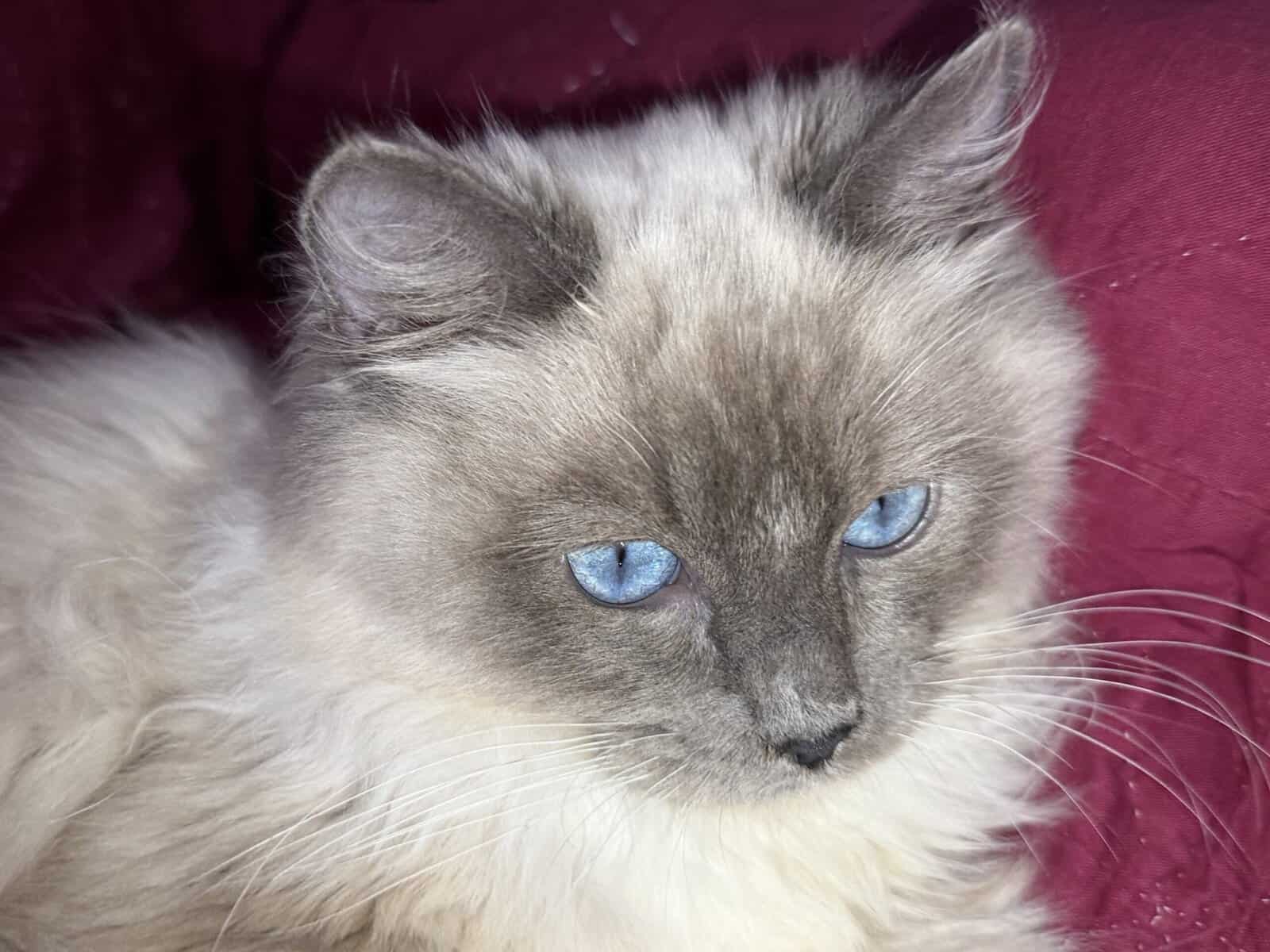 Pure Bred Rag doll Kitten named Pepsi image 5