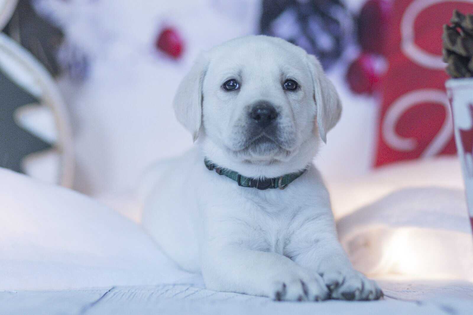 Christmas Puppies Available image 2