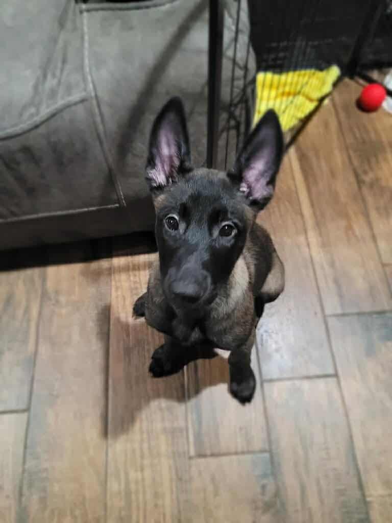 Belgian malinois pups image 11
