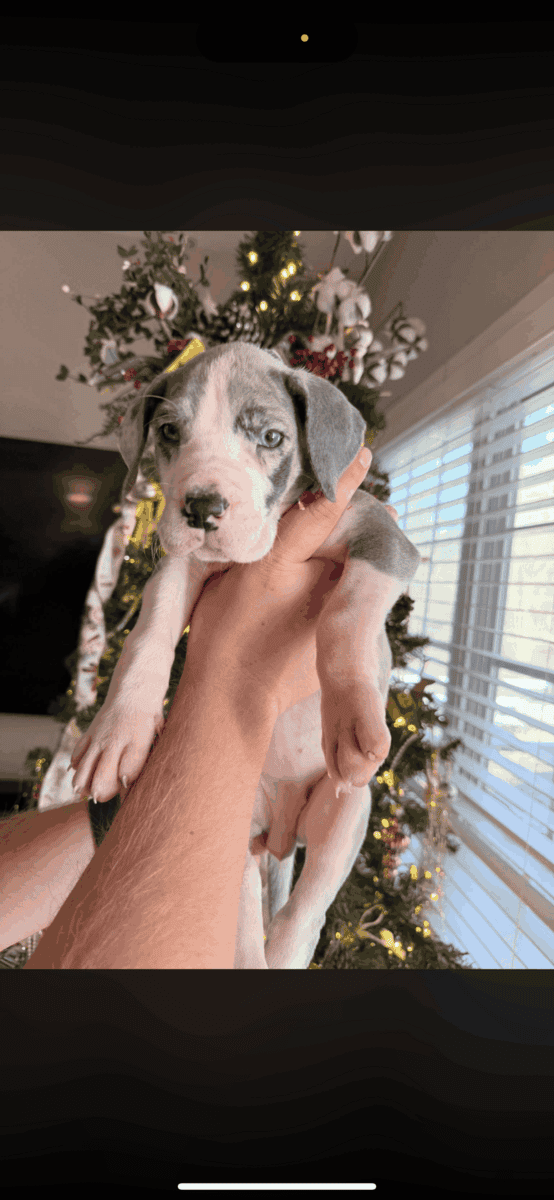 Great Dane puppies image 1